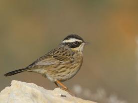 Radde Accentor