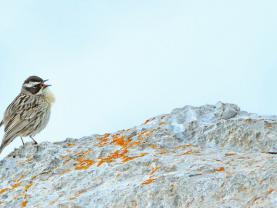 Radde Accentor