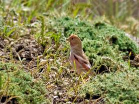Crimson Winged Finch