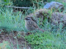 Radde Accentor