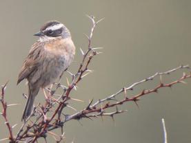 Radde Accentor